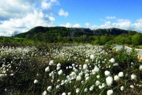 Cumbria Wildlife Trust